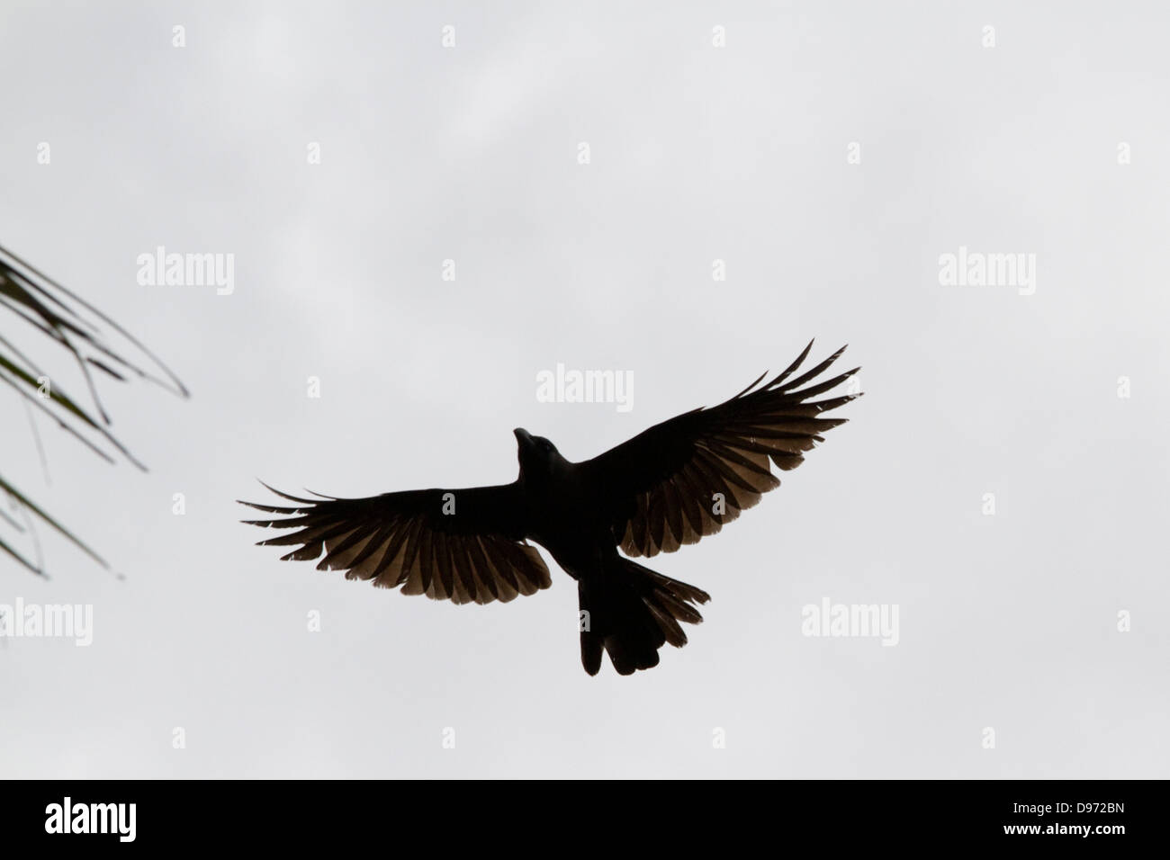 Un corvo catturato a metà del volo, con ali diffondere pienamente Foto Stock