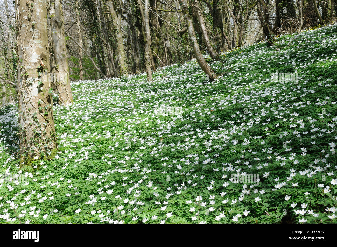 Legno Anemone Anemone nemorosa , che cresce su un vecchio bosco di querce Carmarthenshire Galles Cymru REGNO UNITO GB Foto Stock