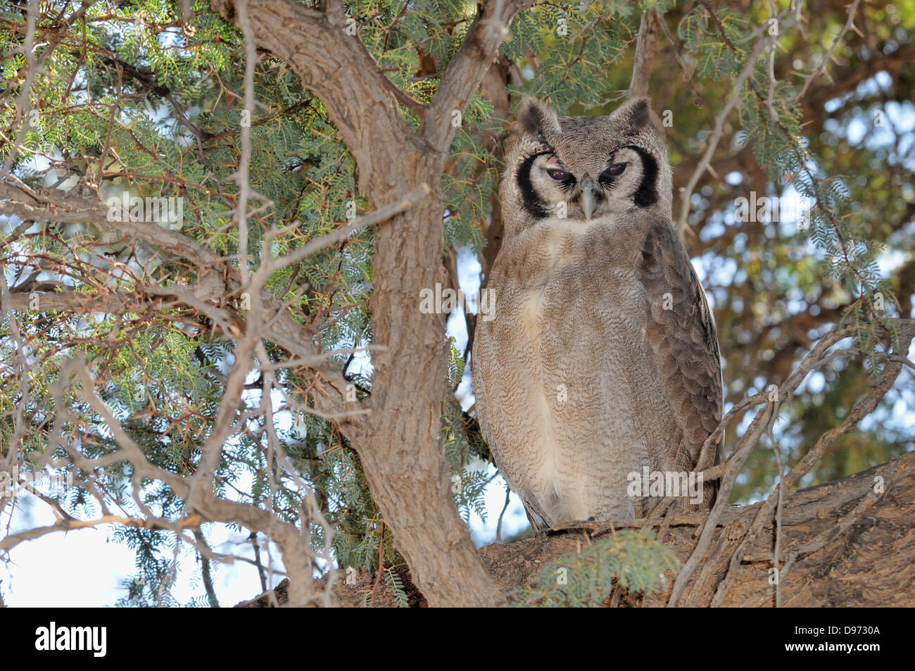 Verreaux il Gufo Reale Bubo lacteus fotografato in Kgalagadi National Park, Sud Africa Foto Stock