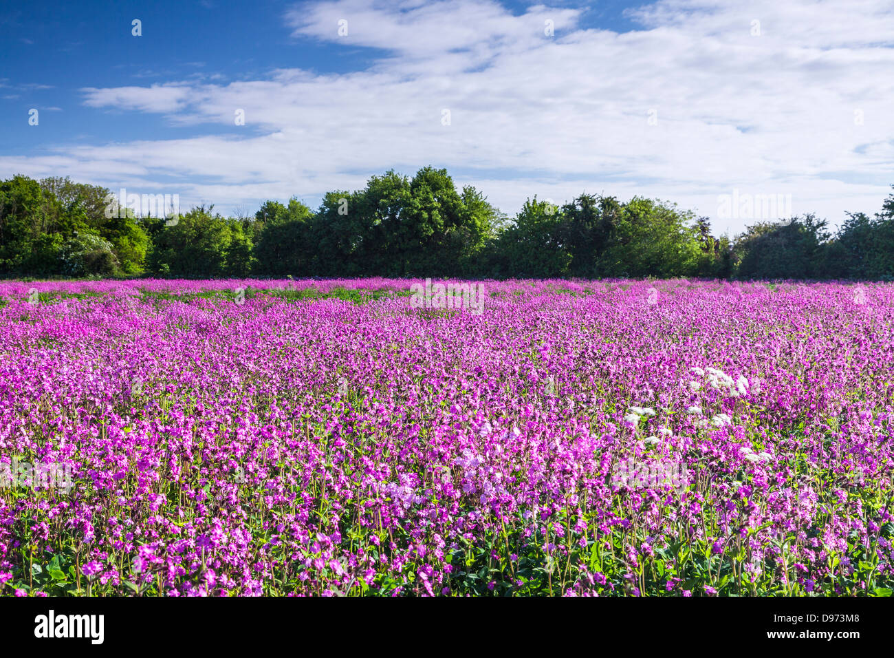 Un campo di Red Campion (Silene dioica) e cow prezzemolo (Anthriscus sylvestris) in Cotswolds. Foto Stock