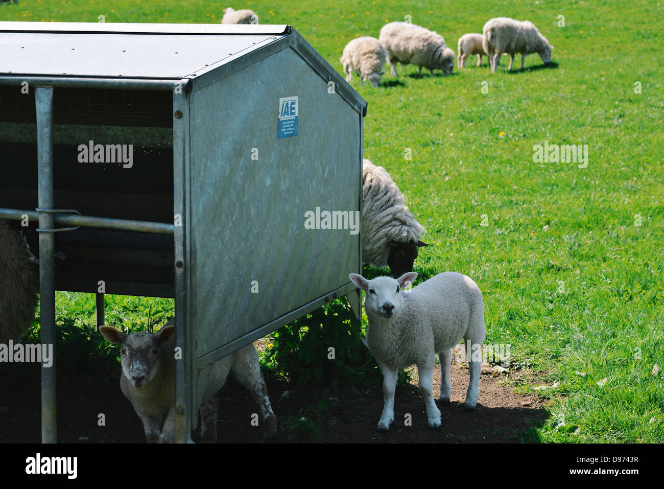 Organici di pecora su farm nel Wiltshire, Inghilterra Foto Stock