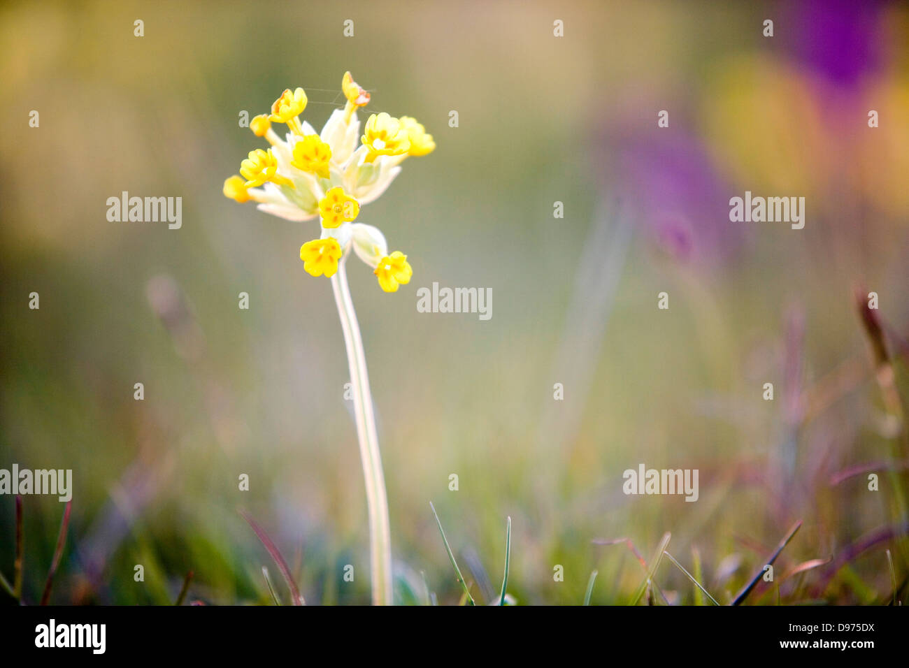 Primula Foto Stock