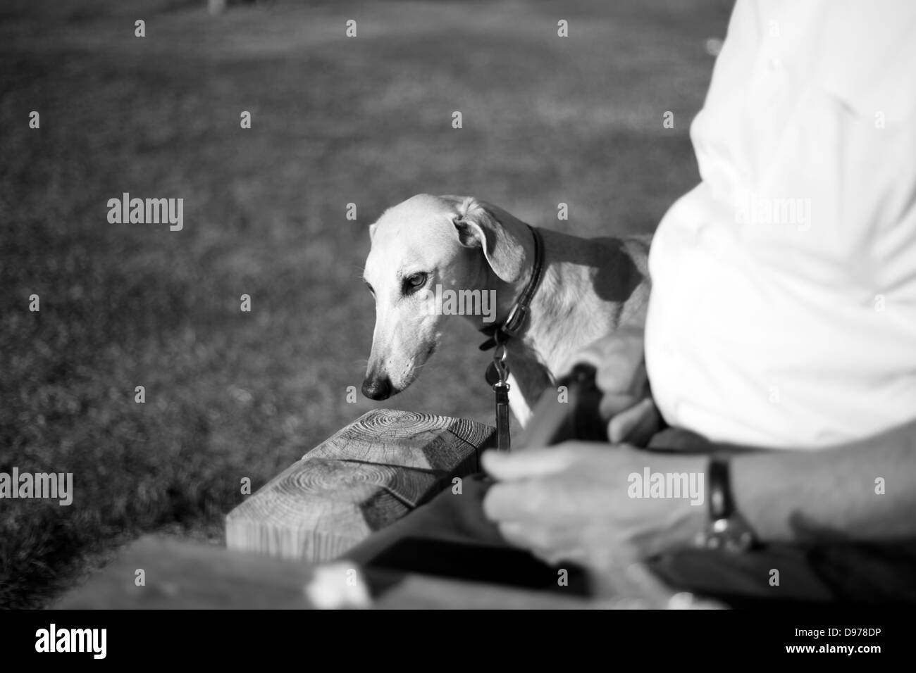 Un pet lurcher cane al guinzaglio. Foto Stock