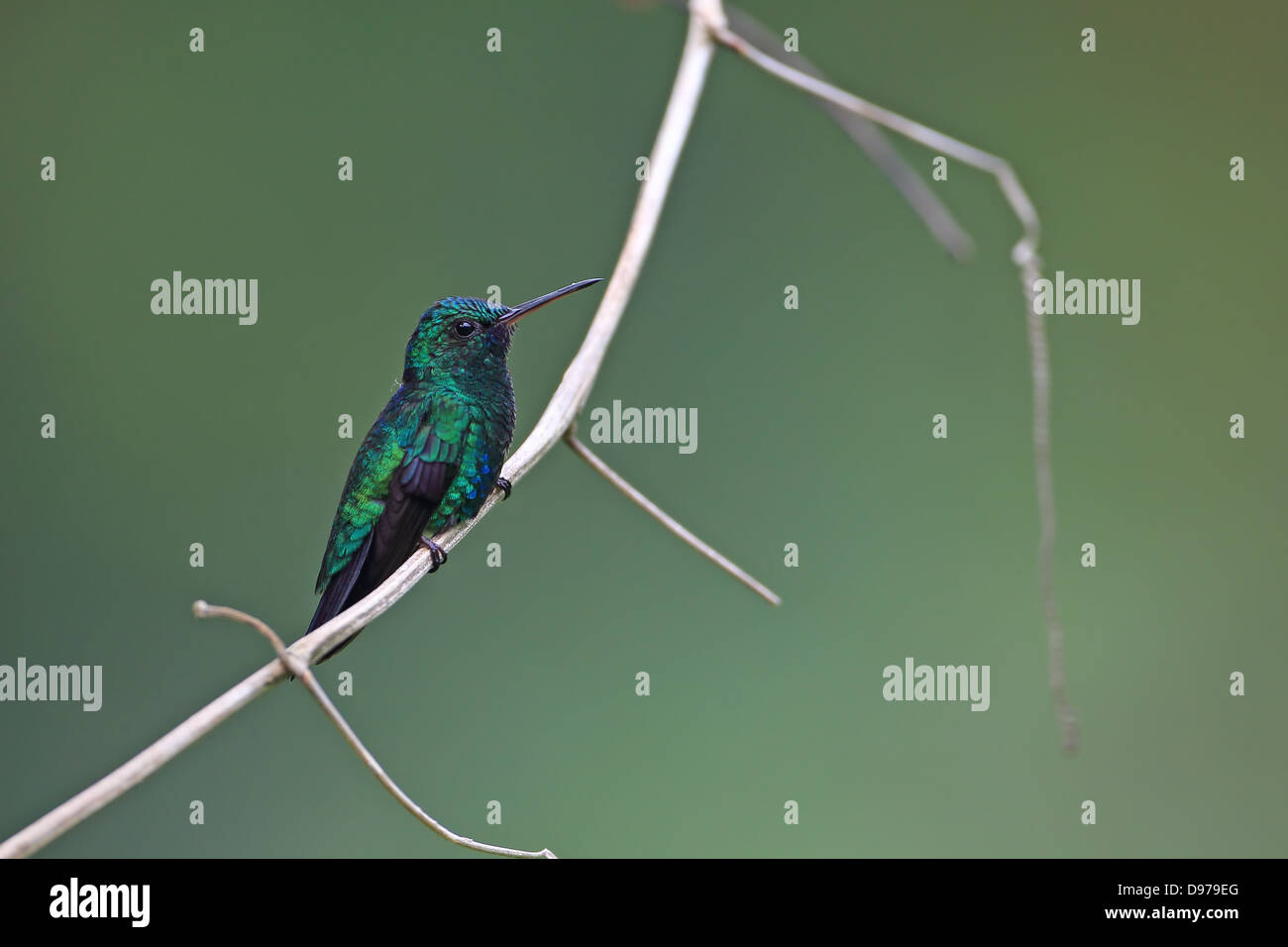 Blu Zaffiro chinned (notatus Chlorostilbon) Foto Stock