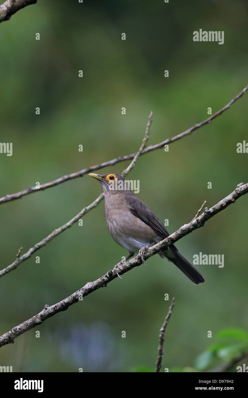 Spectacled Tordo (Turdus nudigenis) Foto Stock