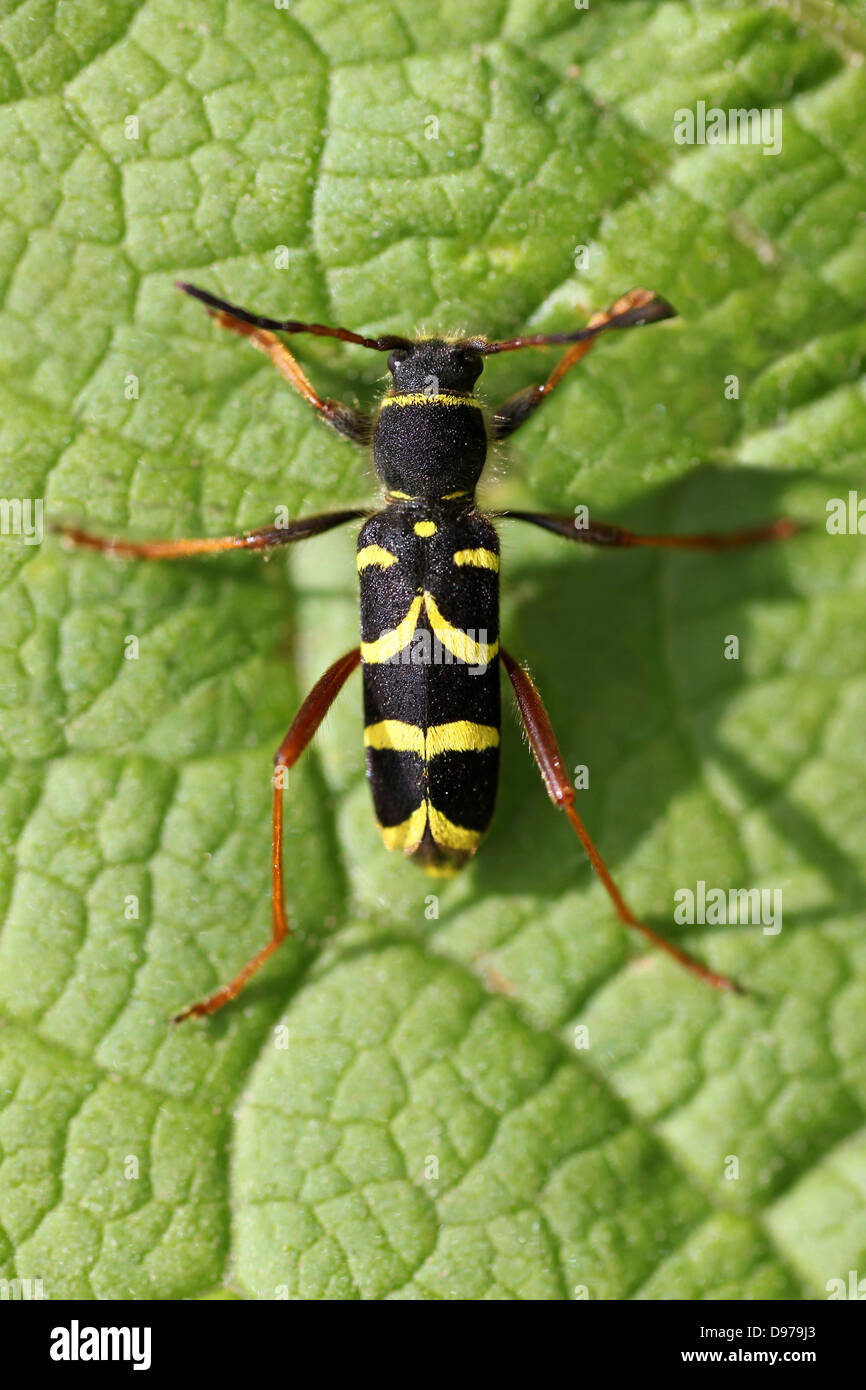 Wasp Beetle Clytra arietis Foto Stock