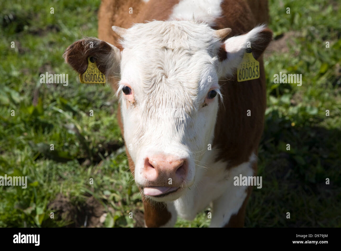 Vitello con marchi auricolari in una mandria di puro Hereford bestiame al Boyton paludi, Suffolk, Inghilterra Foto Stock