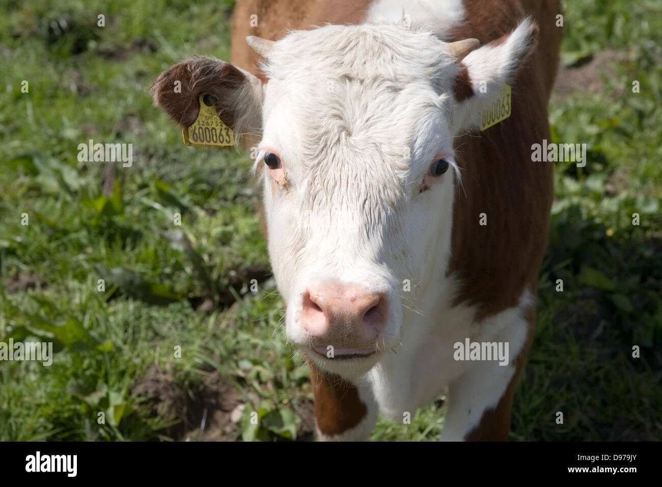 Vitello con marchi auricolari in una mandria di puro Hereford bestiame al Boyton paludi, Suffolk, Inghilterra Foto Stock