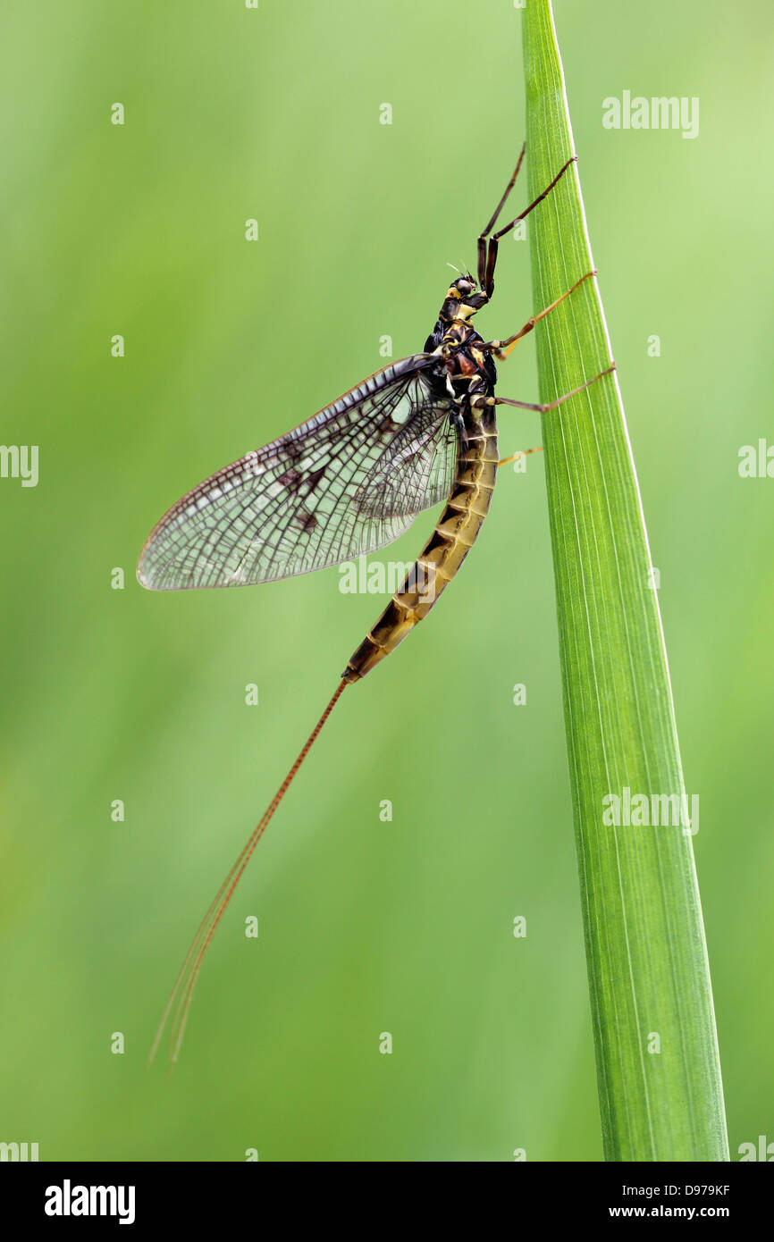 Dark Mayfly Ephemera vulgata spinner Foto Stock