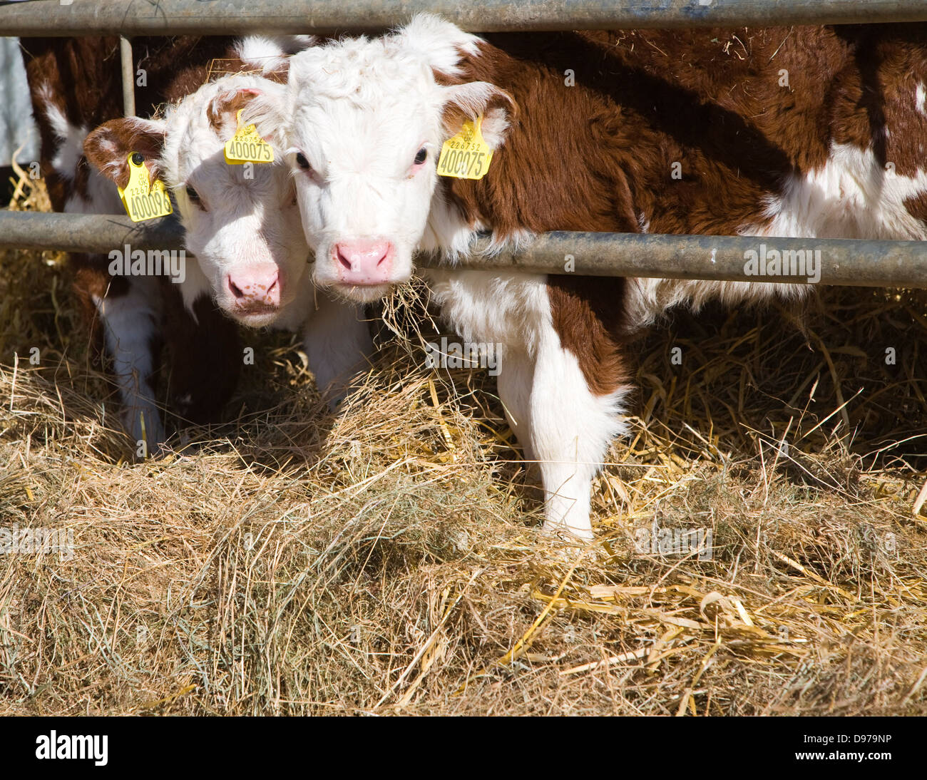 Due giovani vitelli in una mandria di puro Hereford bestiame al Boyton paludi, Suffolk, Inghilterra Foto Stock