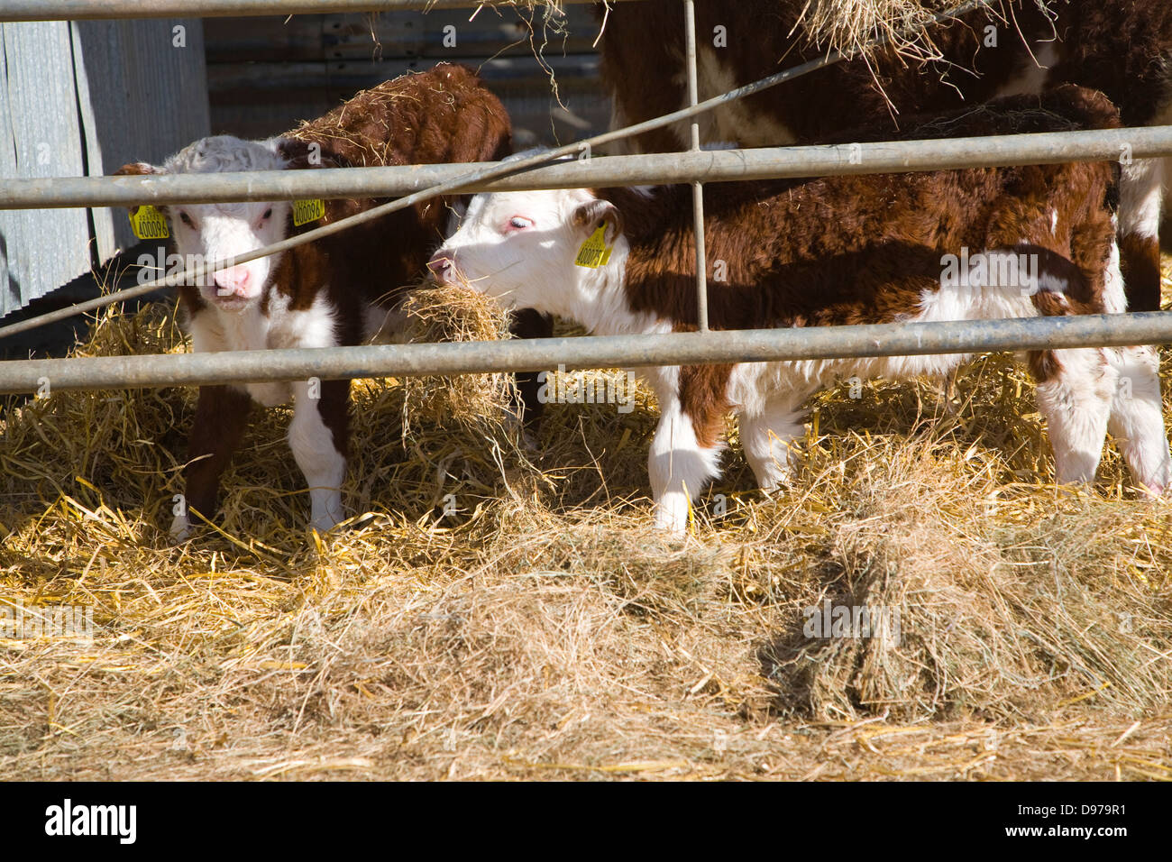 Due vitelli neonati mangia fieno in una mandria di puro Hereford bestiame al Boyton paludi, Suffolk, Inghilterra Foto Stock