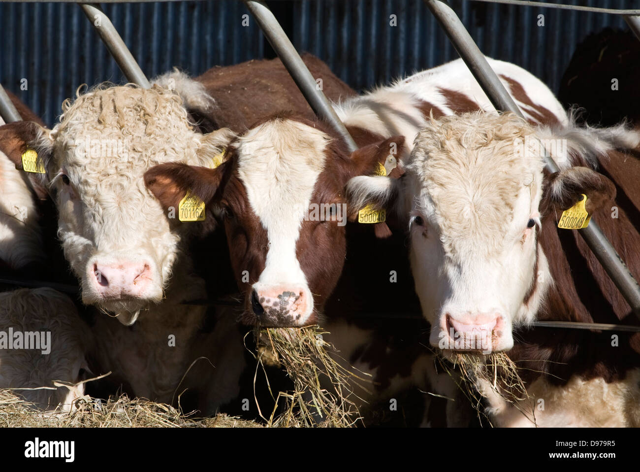 Pedigree Hereford il bestiame mangia fieno, Boyton, Suffolk, Inghilterra Foto Stock