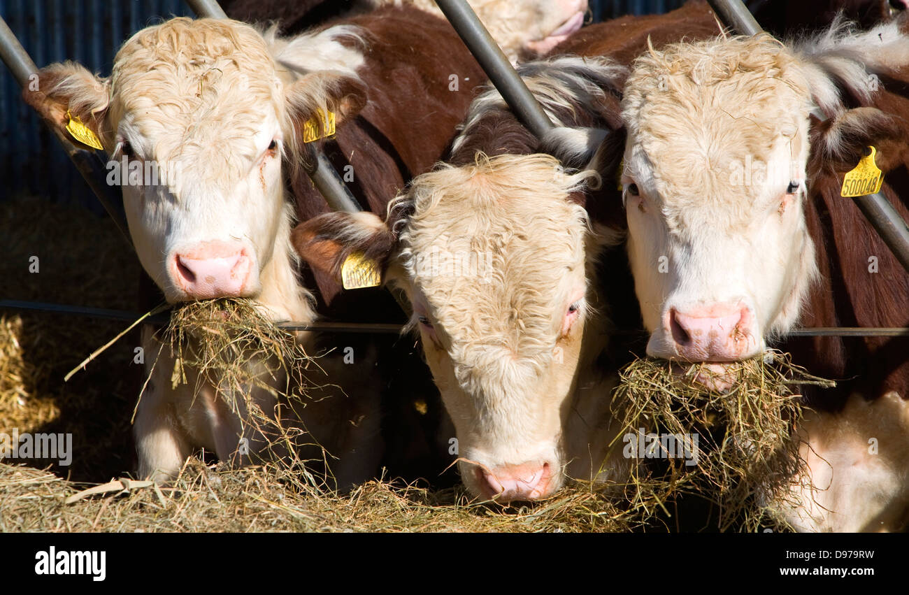 Pedigree Hereford il bestiame mangia fieno, Boyton, Suffolk, Inghilterra Foto Stock