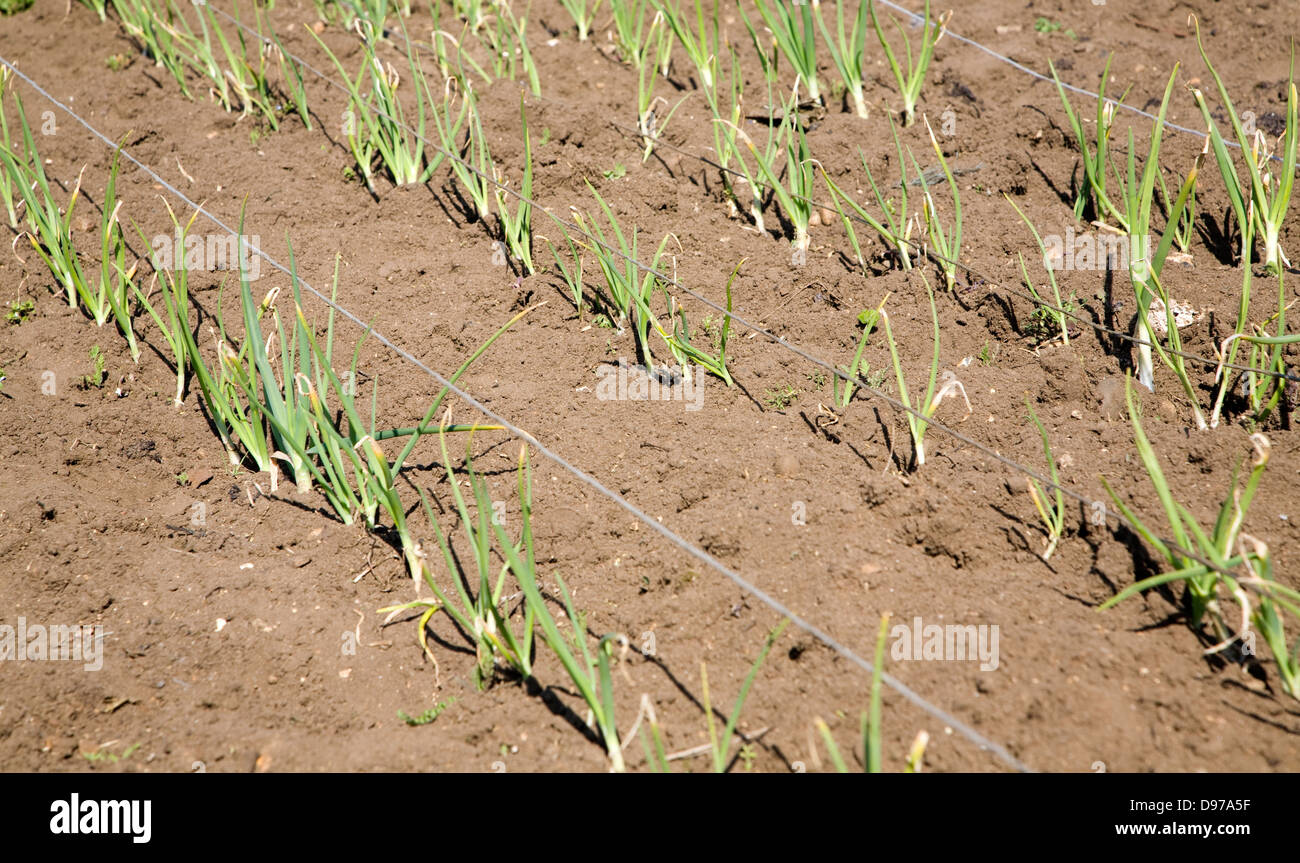 Cipolle crescente in allotment garden, Shottisham, Suffolk, Inghilterra Foto Stock