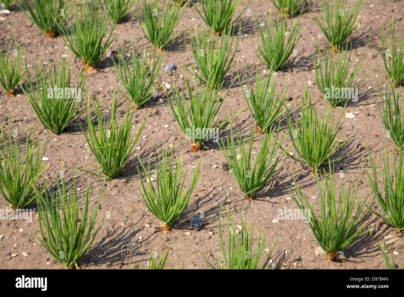 Scalogni crescente in un orto, Suffolk, Inghilterra Foto Stock