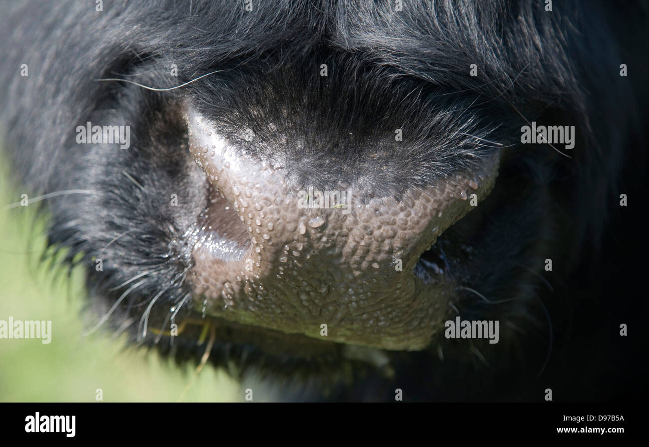 Acqua gocce di sudore sulla mucca del naso close up Foto Stock