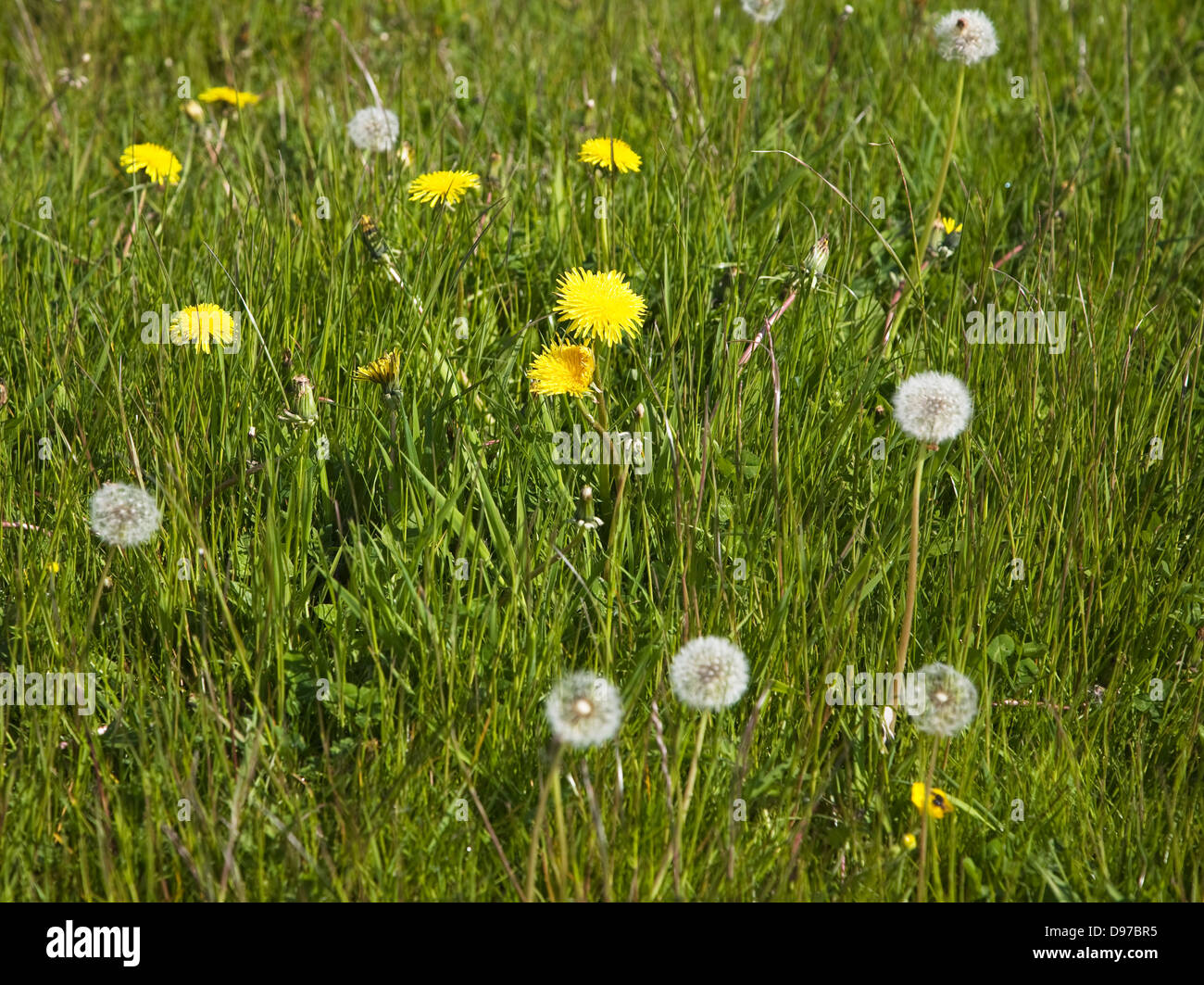 Le piante di tarassaco, Taraxacum officinale, in fiore e con teste di seme che cresce in erba prato, Suffolk, Inghilterra Foto Stock