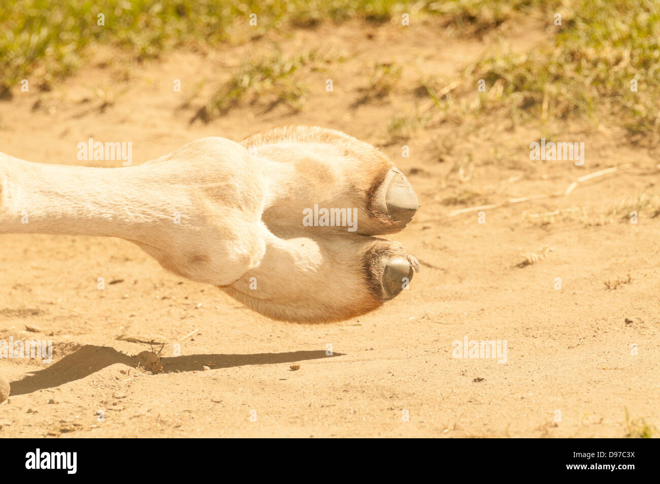 Bactrian camel (Camelus bactrianus) selvaggi zoccolo Foto Stock