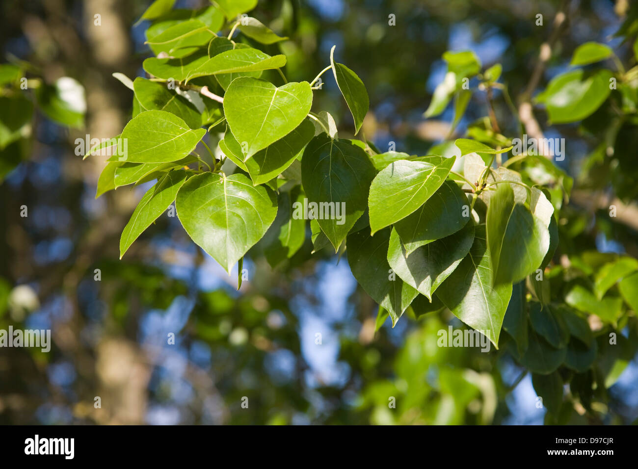 Primo piano di foglie di comuni o vacilla Aspen alberi, Populus tremula, Suffolk, Inghilterra Foto Stock
