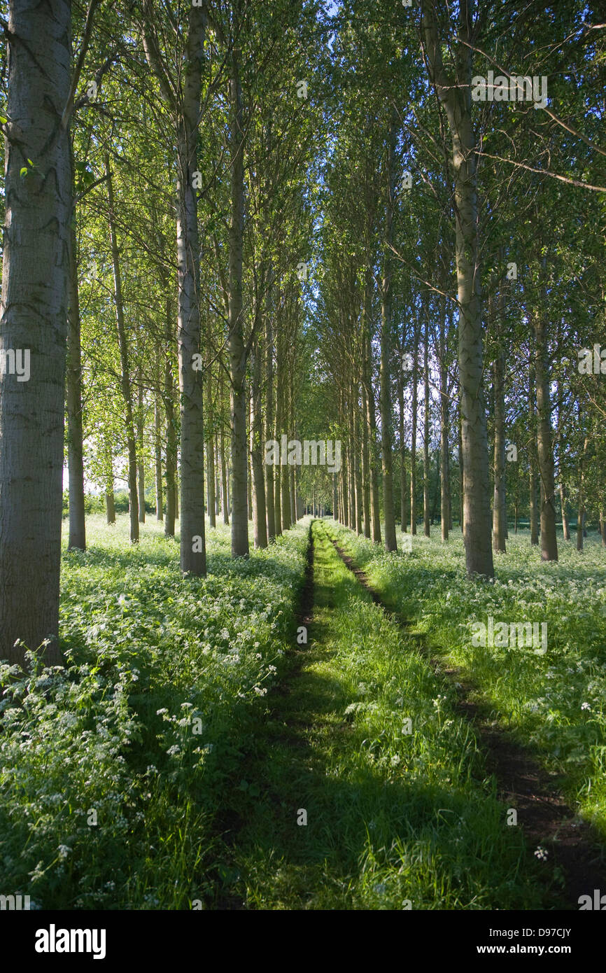 Comune o vacilla Aspen alberi, Populus tremula, in una piccola piantagione nei pressi Bures, Suffolk, Inghilterra Foto Stock