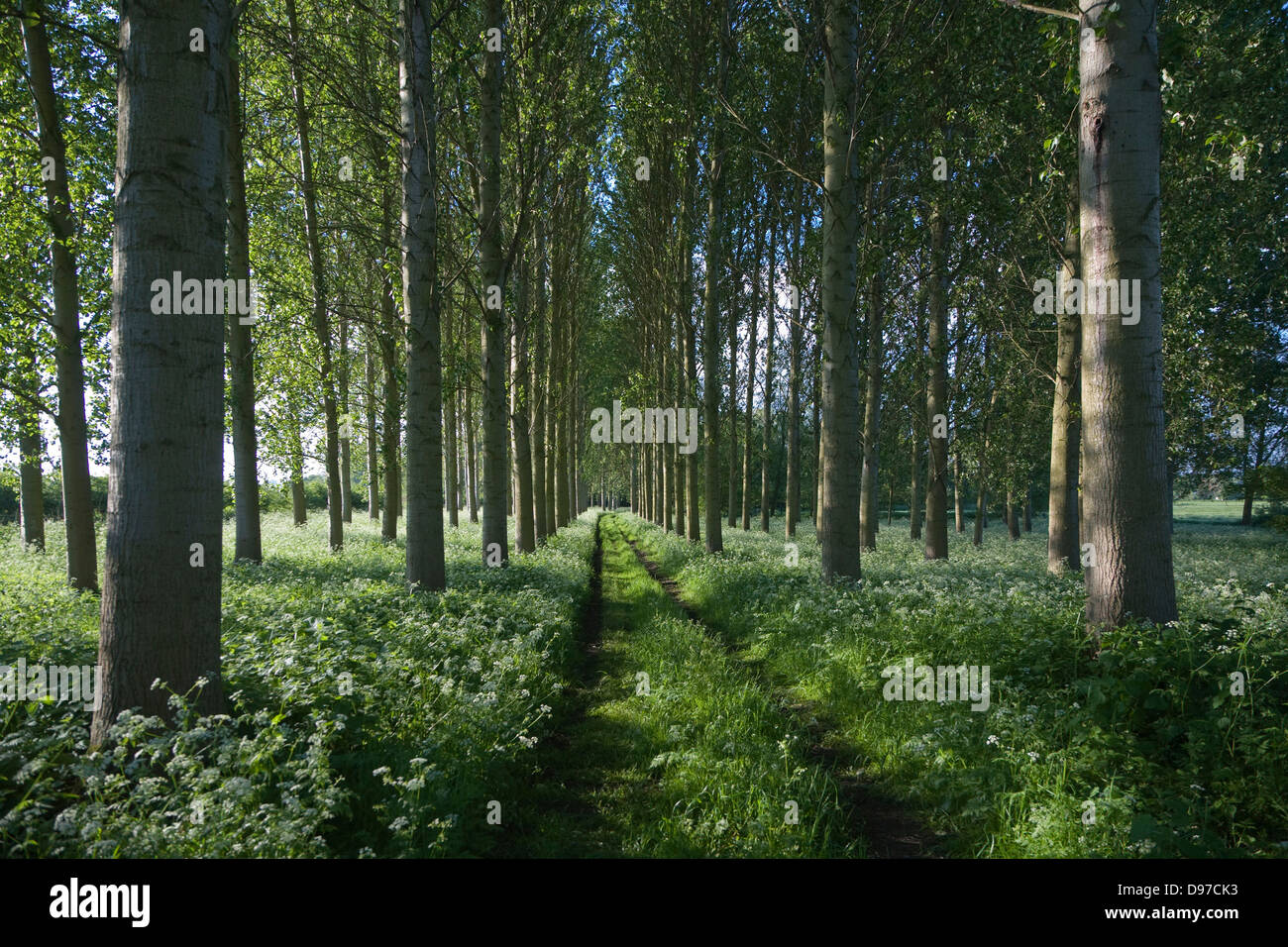 Comune o vacilla Aspen alberi, Populus tremula, in una piccola piantagione nei pressi Bures, Suffolk, Inghilterra Foto Stock