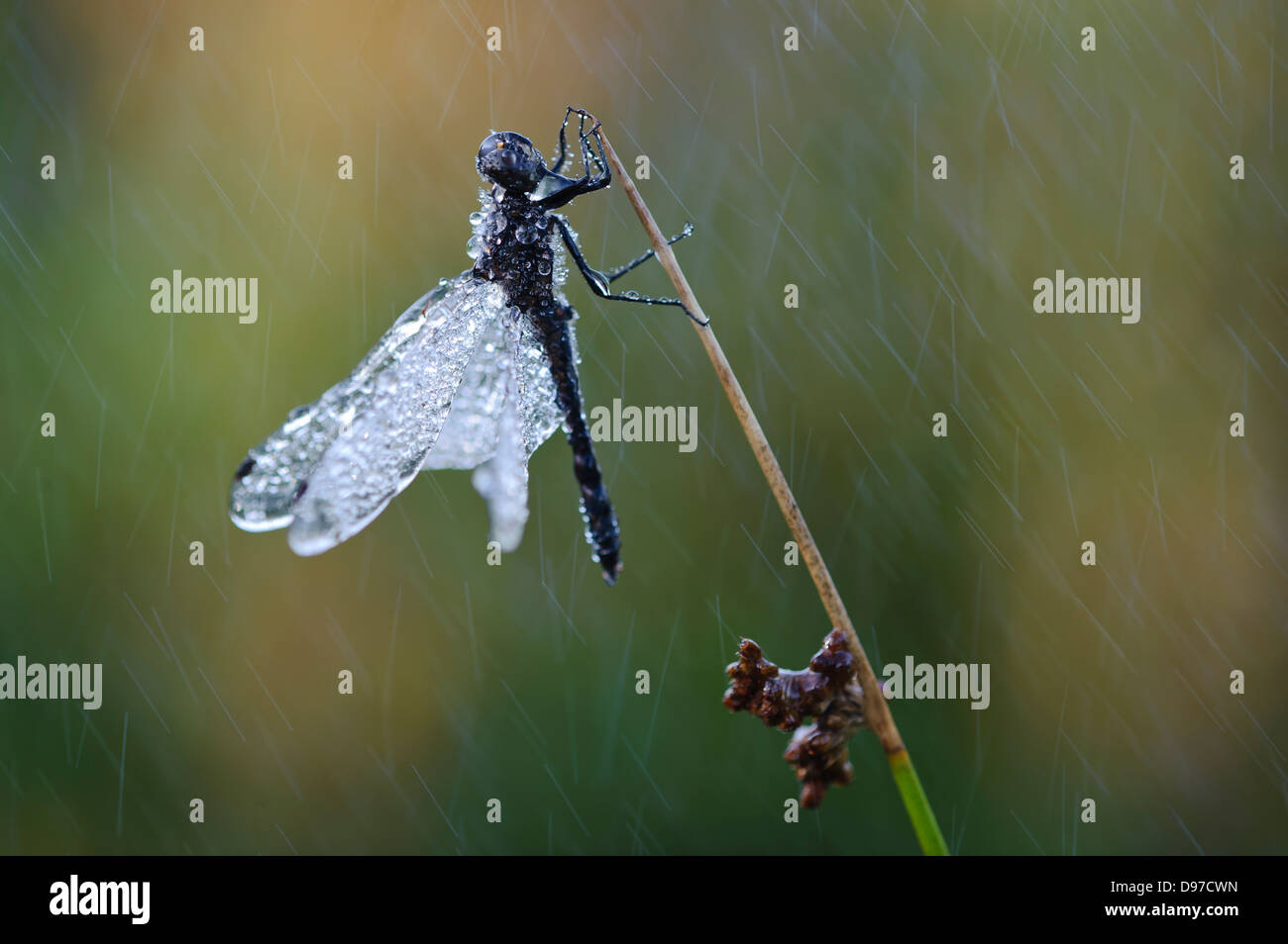 Darter nero, nero Meadowhawk, Sympetrum danae, Schwarze Heidelibelle im Regen Foto Stock