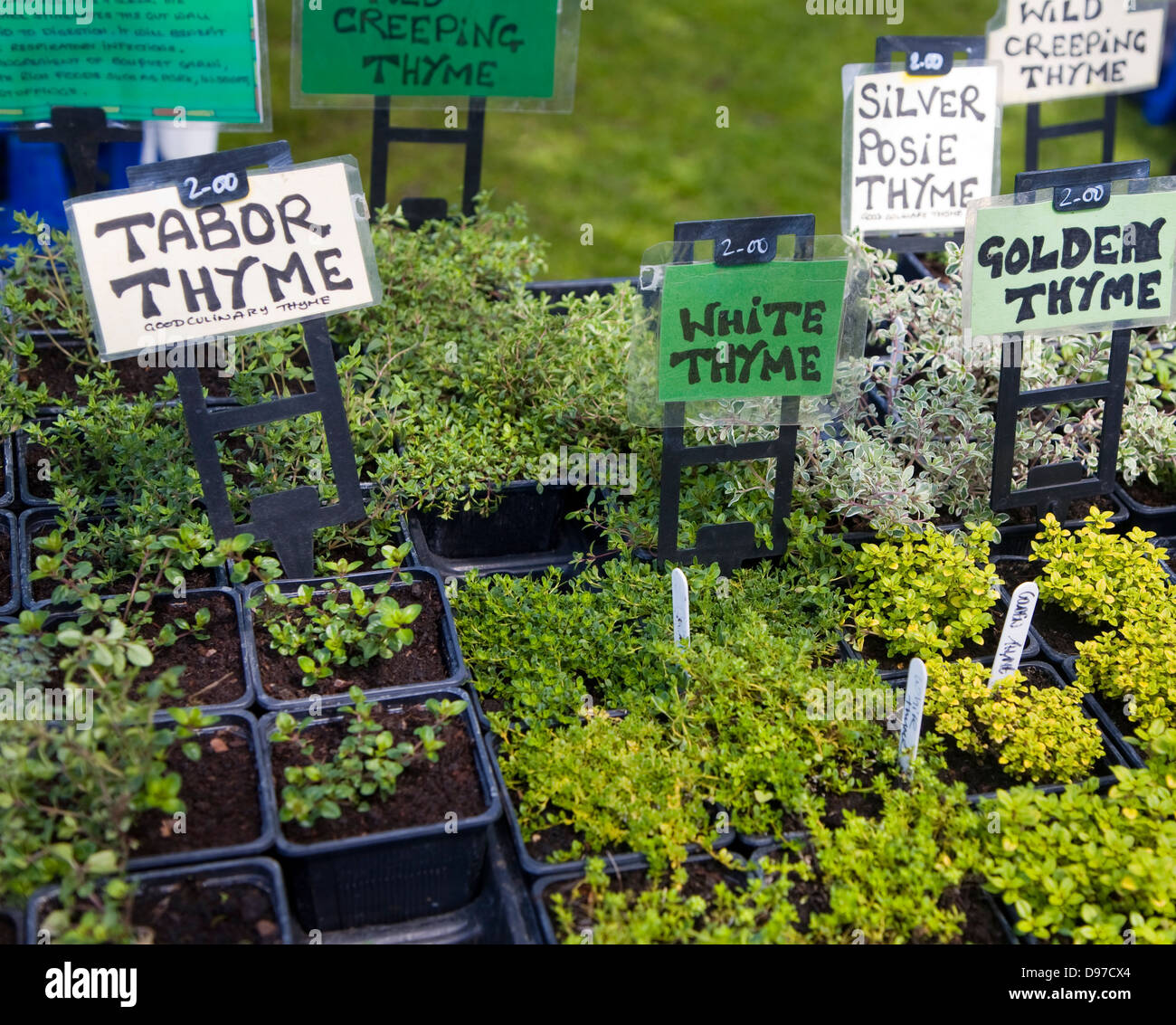 Piante di erbe con etichette per la vendita durante la manifestazione del giardino a Helmingham Hall, Suffolk, Inghilterra Foto Stock