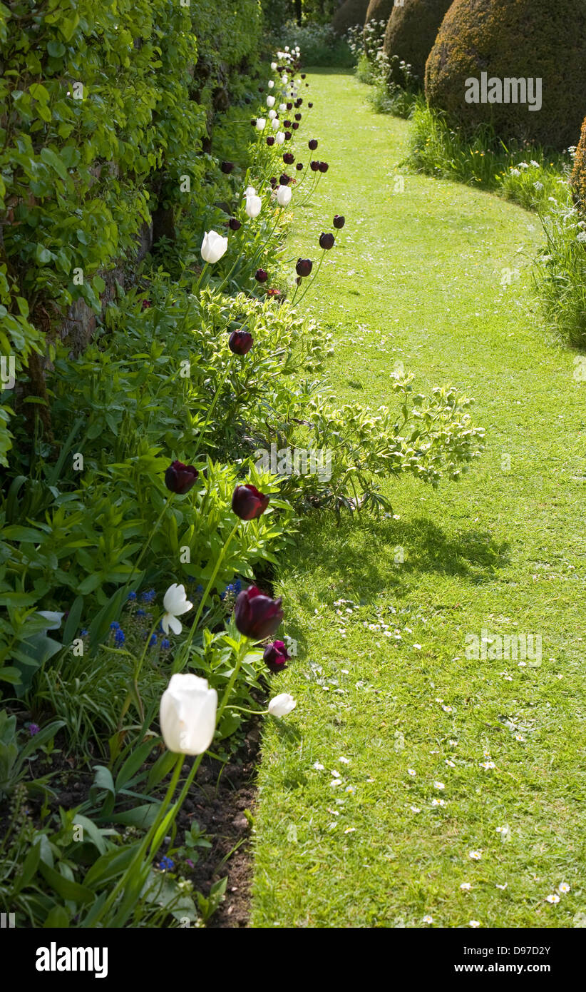 Fioritura di tulipani contro il percorso di erba in giardini a Helmingham Hall, Suffolk, Inghilterra Foto Stock