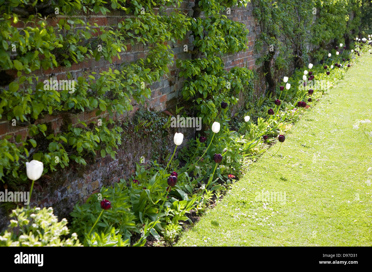 Fioritura di tulipani contro un muro di mattoni in giardini a Helmingham Hall, Suffolk, Inghilterra Foto Stock Fioritura di tulipani contro un muro di mattoni in giardini a Helmingham Hall, Suffolk, Inghilterra Foto Stock