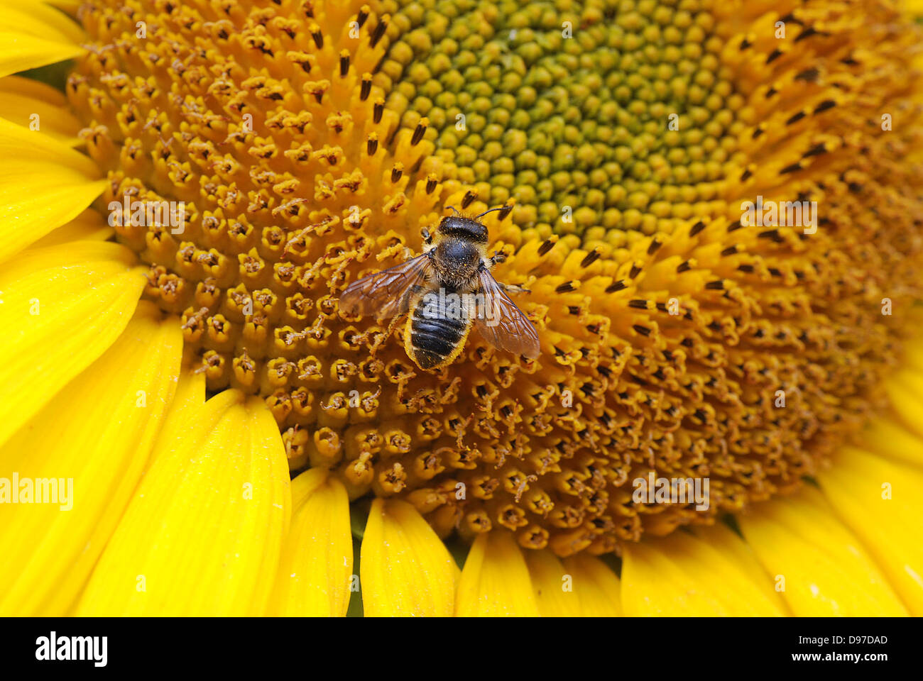Leaf Cutter Bee sui semi di girasole Foto Stock
