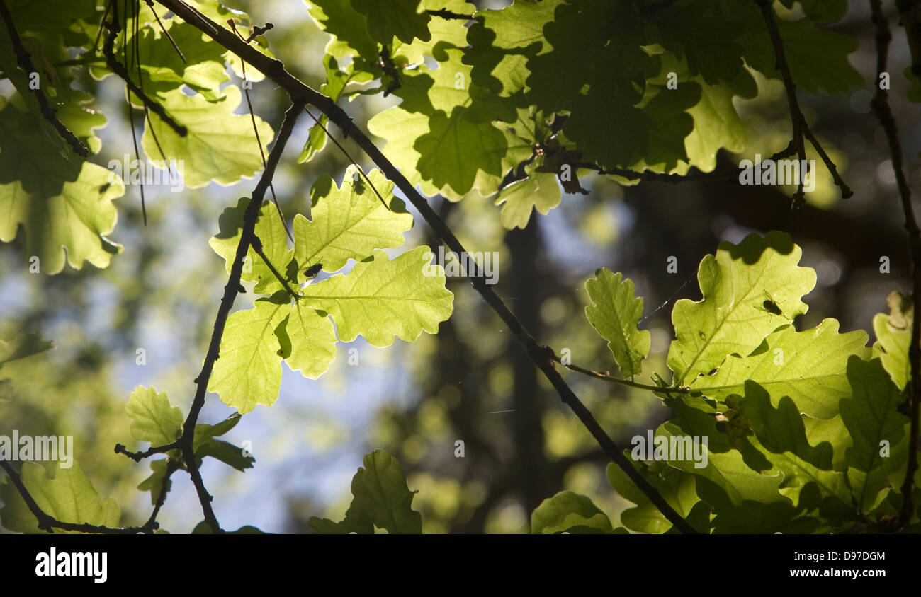 La luce del sole che splende attraverso i giovani quercia lascia che illustra il processo di fotosintesi, REGNO UNITO Foto Stock
