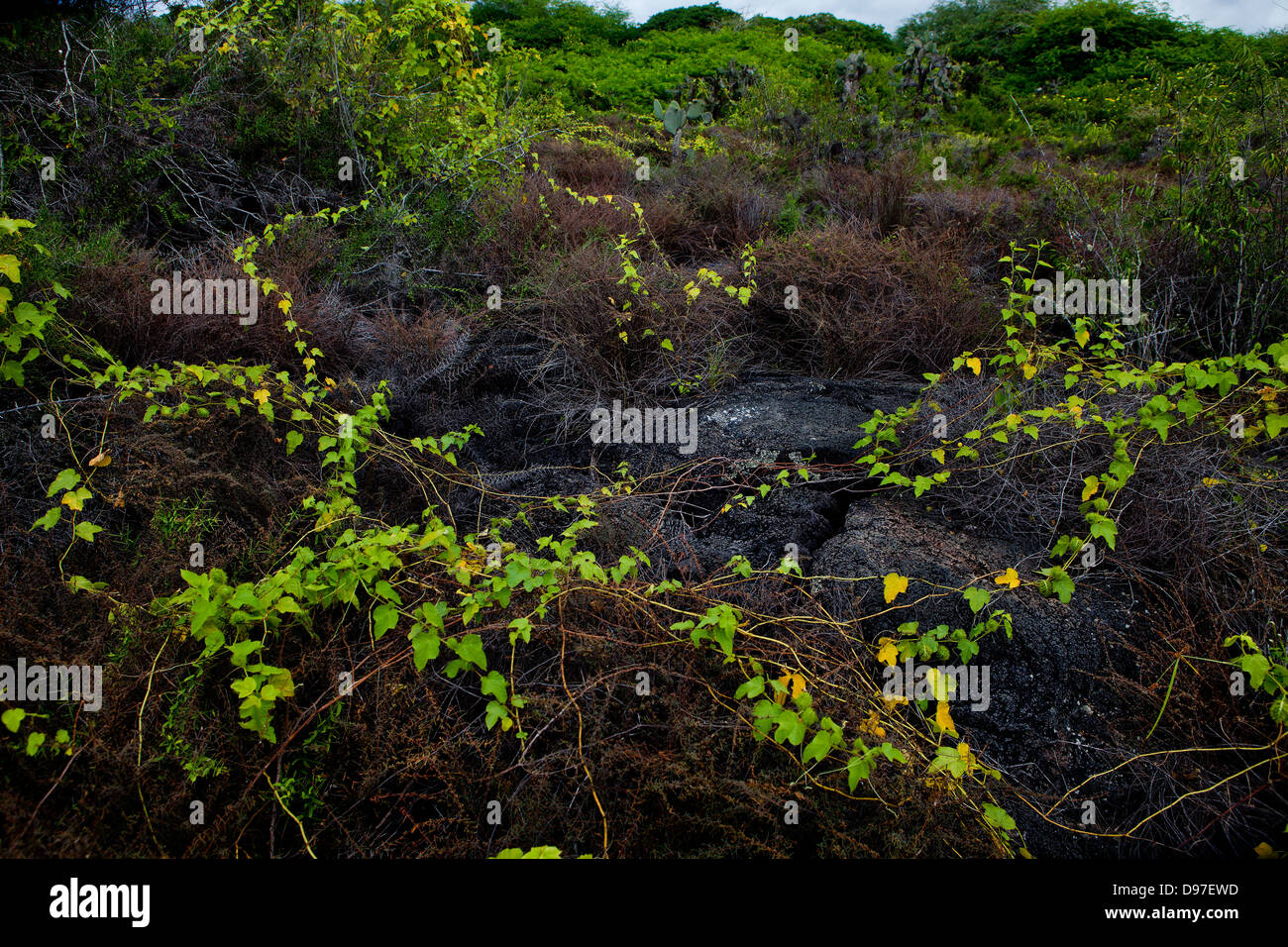 Il flusso di lava con nuova vegetazione, Puerto Villamil, Isabella Isola, Galapagos. Foto Stock