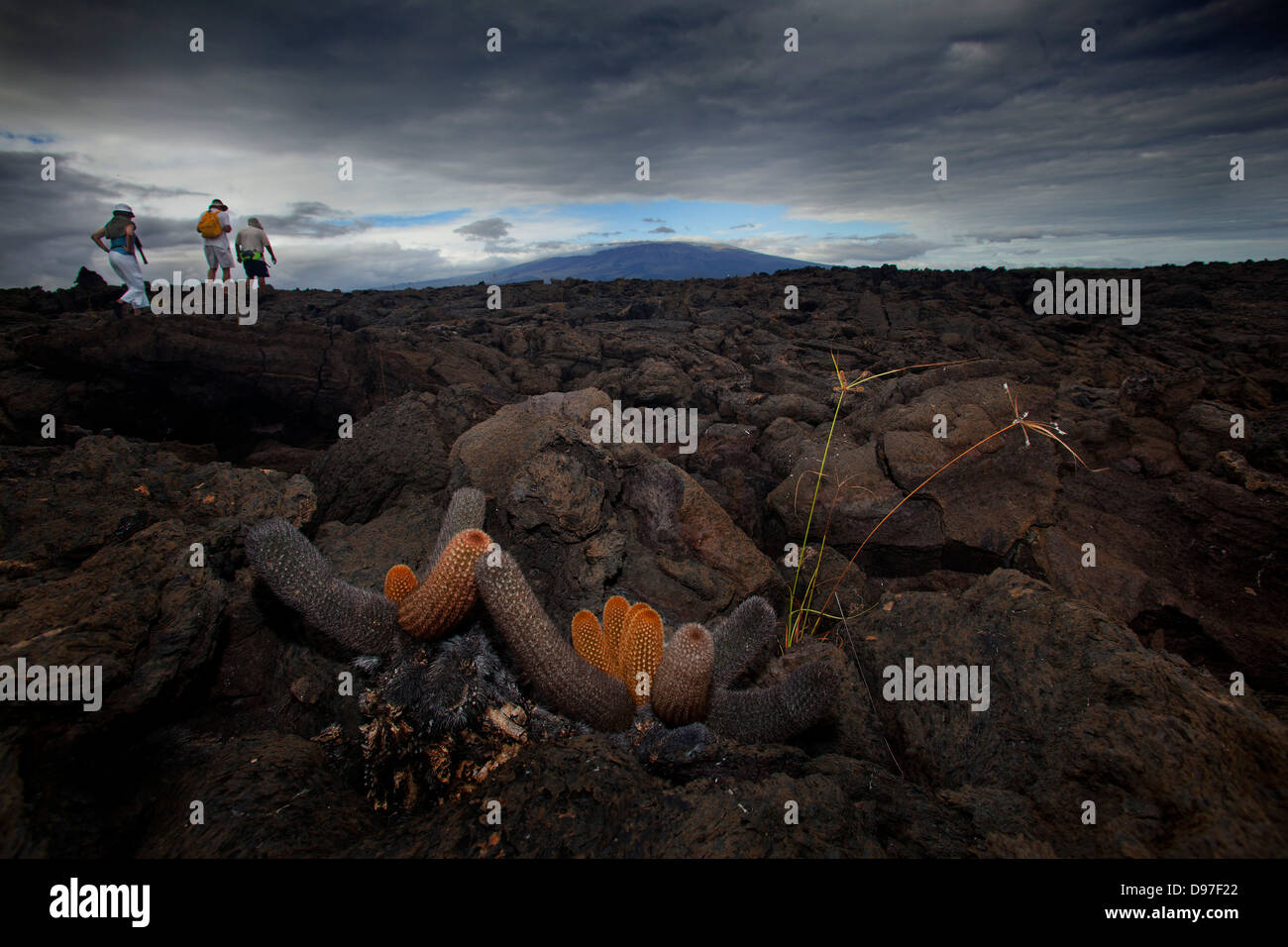 Cactii superstite del secco di roccia lavica, Punta Moreno, Isabela Island, Galapagos Foto Stock