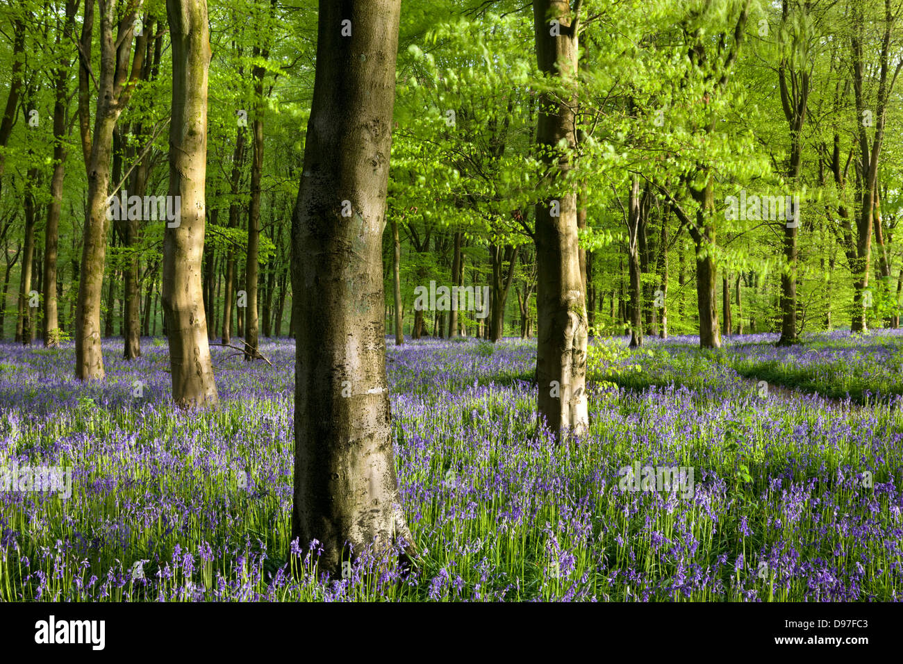 Bluebells comune che cresce in una coppia in legno di faggio, West boschi, Marlborough, Wiltshire, Inghilterra. Molla (maggio). Foto Stock