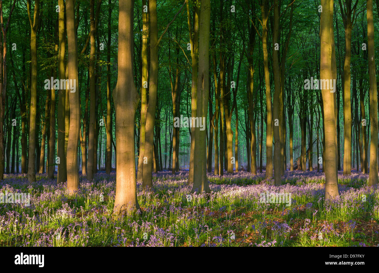 Bluebells crescendo in un bosco di faggi, West boschi, Lockeridge, Wiltshire. La molla Foto Stock
