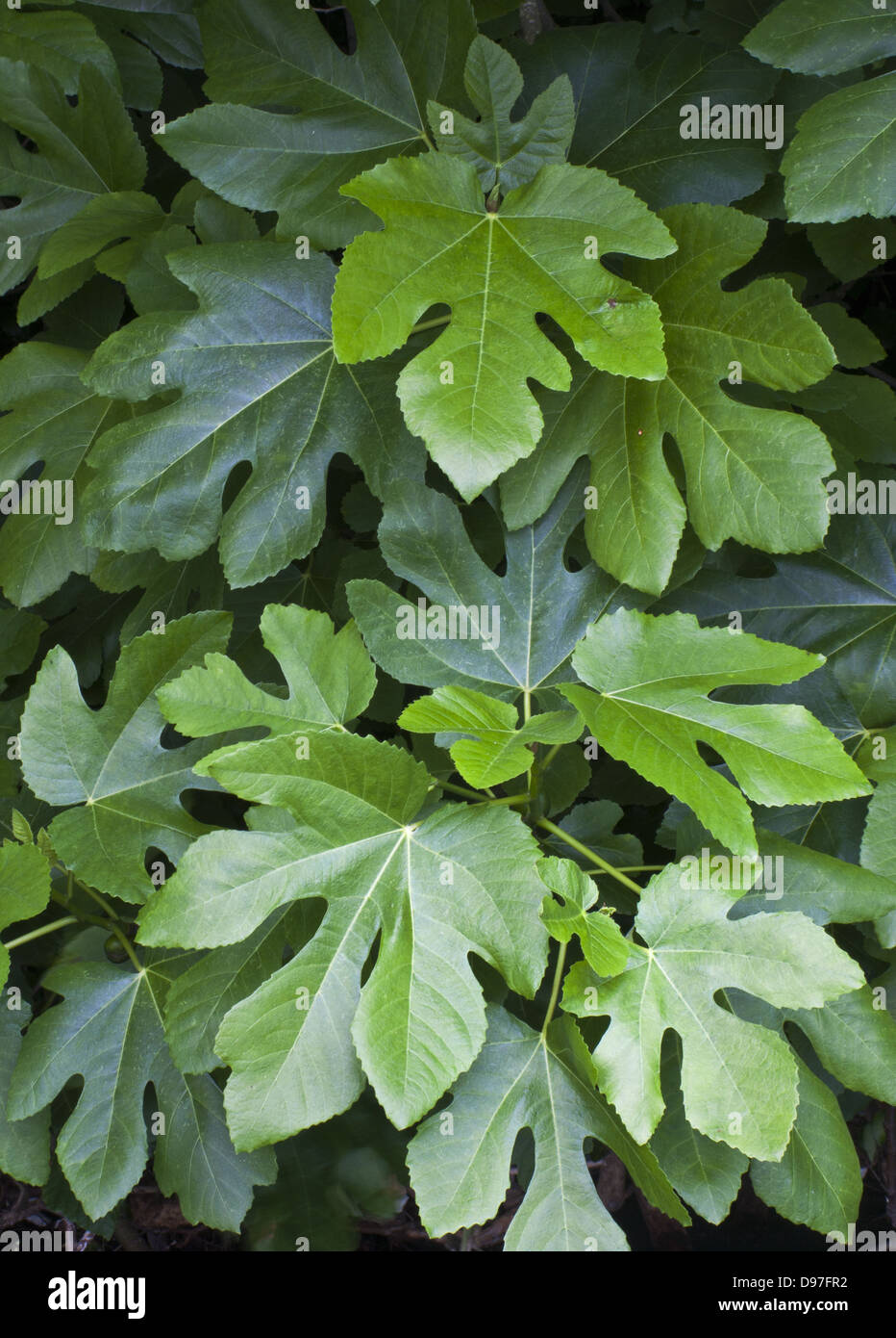 Foglie di fico Foto Stock