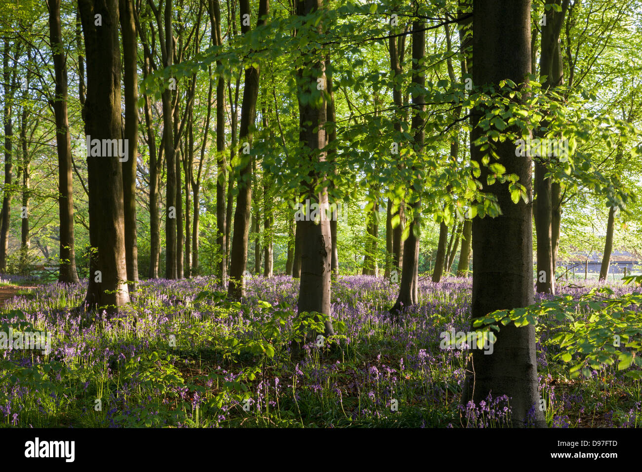 Bluebells flowering in West boschi, Marlborough, Wiltshire, Inghilterra. Molla (maggio) 2013. Foto Stock