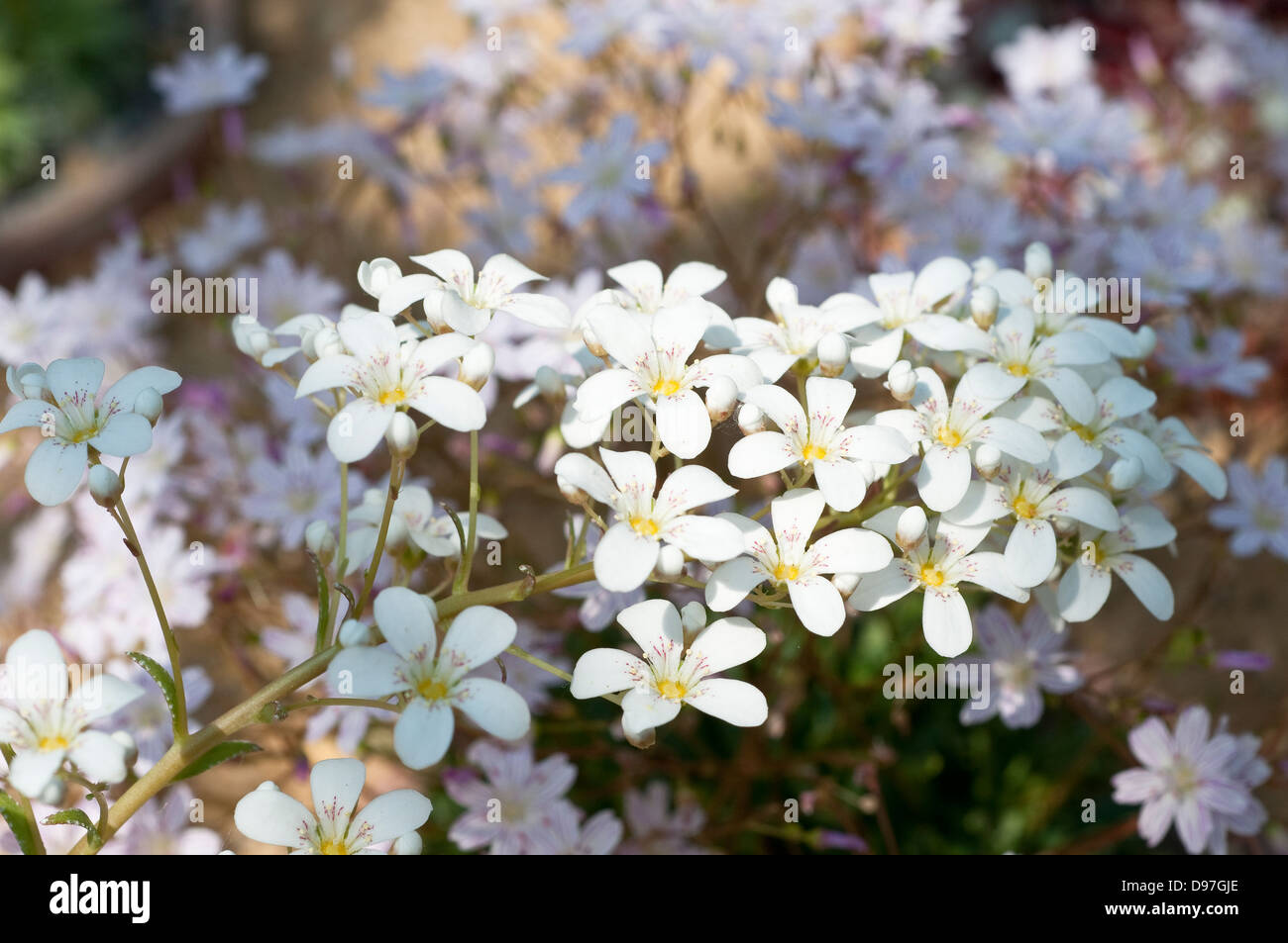 Saxifraga callosa, nome comune sassifraga di calcare Foto Stock