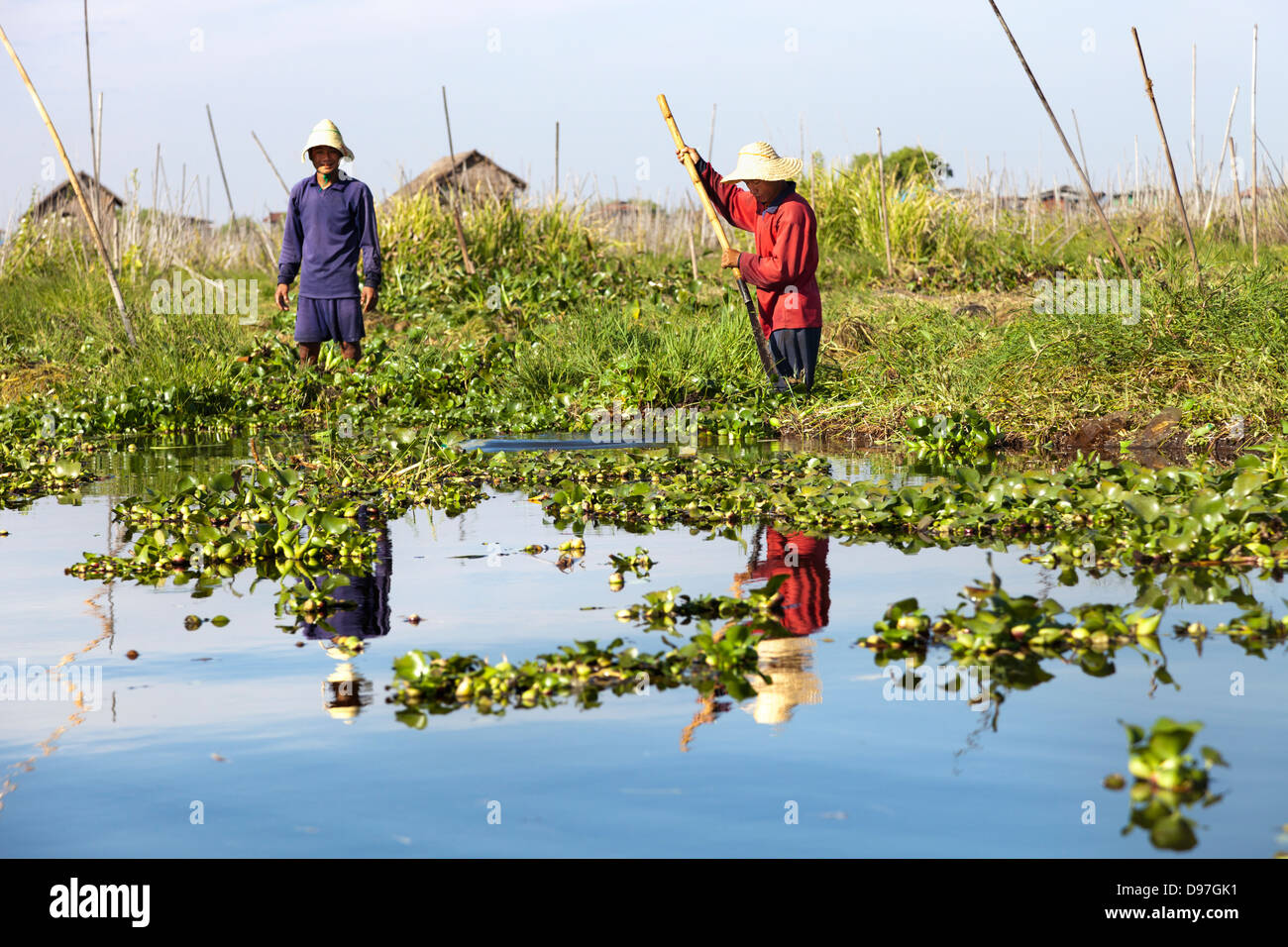 Lavoratori su floating orti del Lago Inle, Myanmar Foto Stock