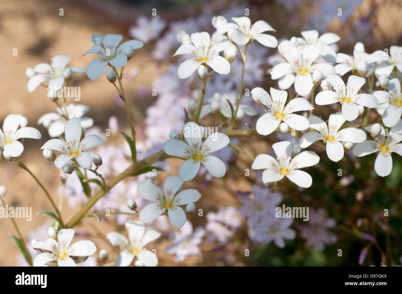 Saxifraga callosa, nome comune sassifraga di calcare Foto Stock