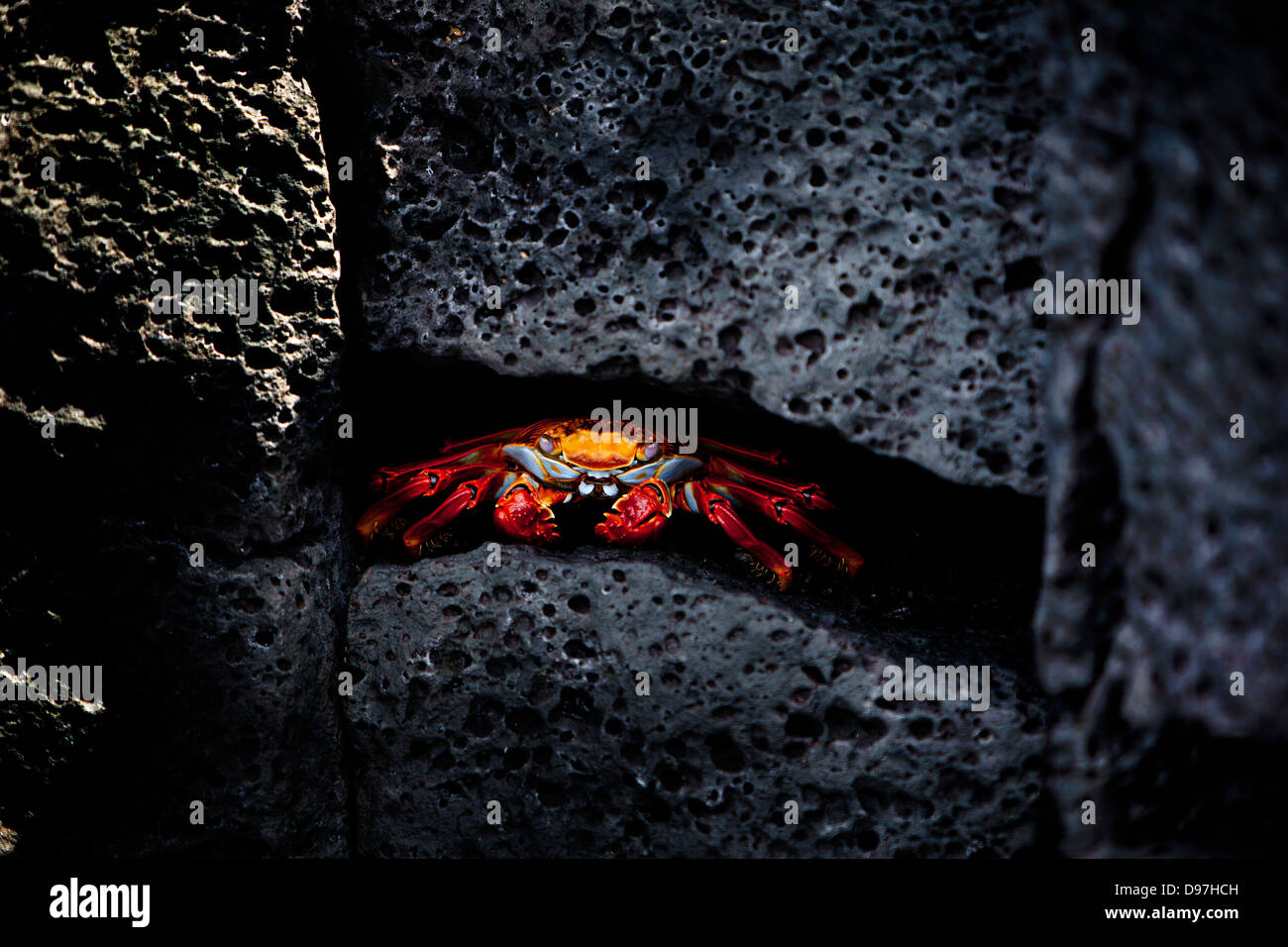 A Sally Lightfoot Crab, Puerto Egas, James Island, le Galapagos. Foto Stock