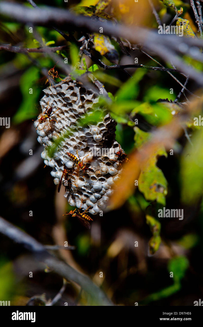 Nido di vespe, Puerto Egas, James Island, le Galapagos. Foto Stock