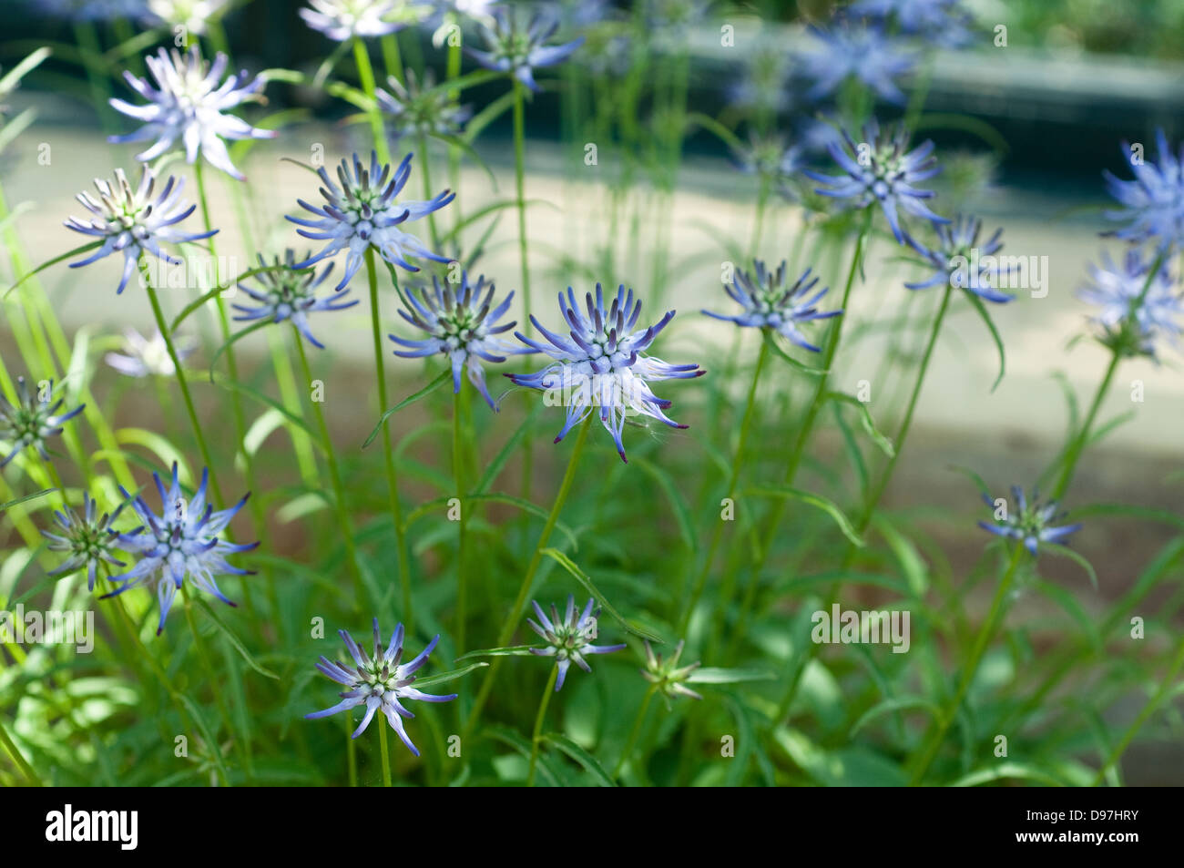 Phyteuma scheuchzeri Foto Stock