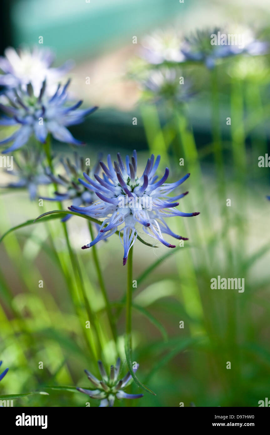 Phyteuma scheuchzeri Foto Stock