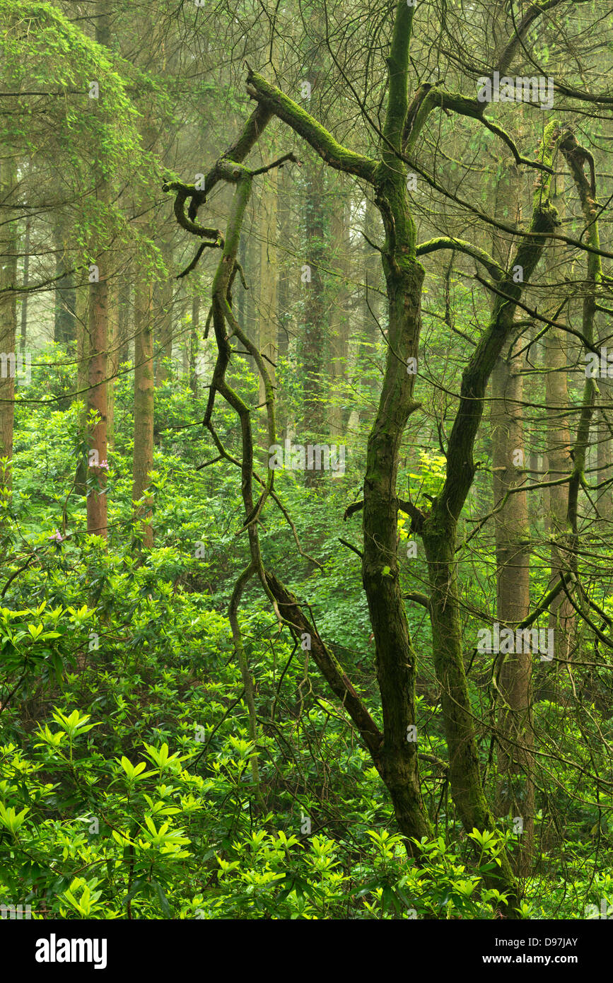Rododendri fiorente nel bosco, Devon, Inghilterra. Per il periodo estivo (Giugno) 2012 Foto Stock