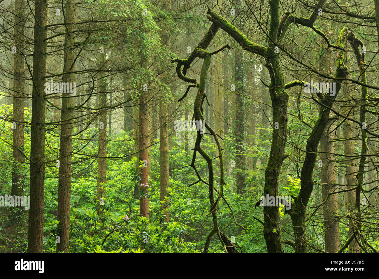 Rododendri fiorente nel bosco, Devon, Inghilterra. Per il periodo estivo (Giugno 2012). Foto Stock