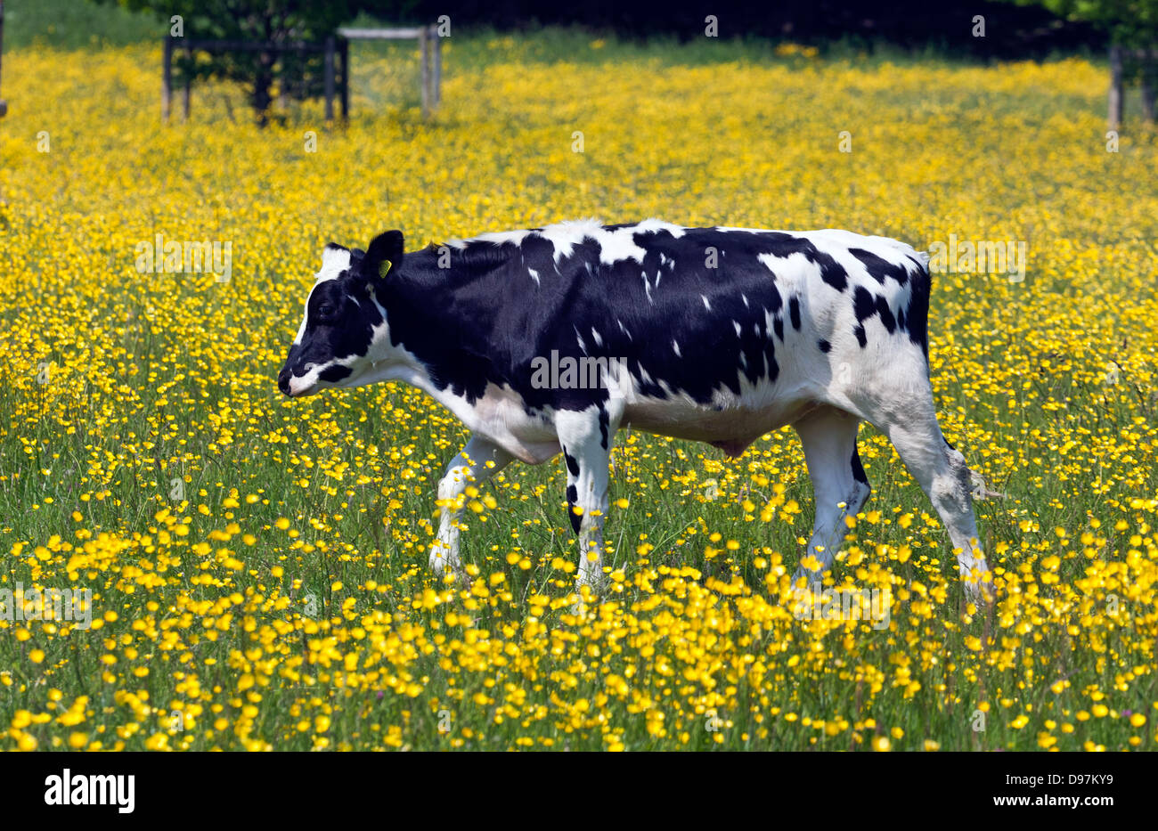 Ranuncolo campo con vacche Surrey UK Foto Stock