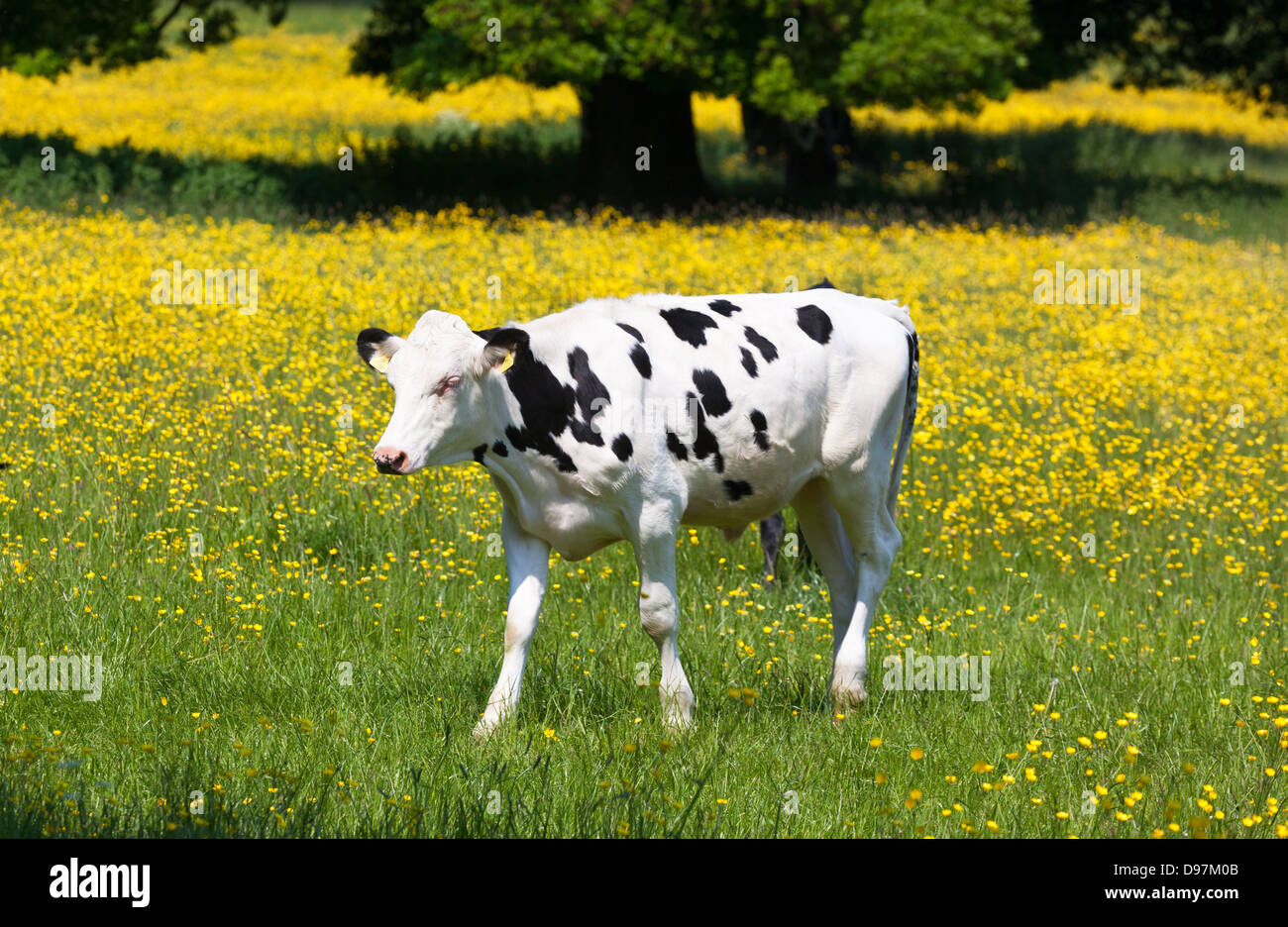 Ranuncolo campo con vacche Surrey UK Foto Stock