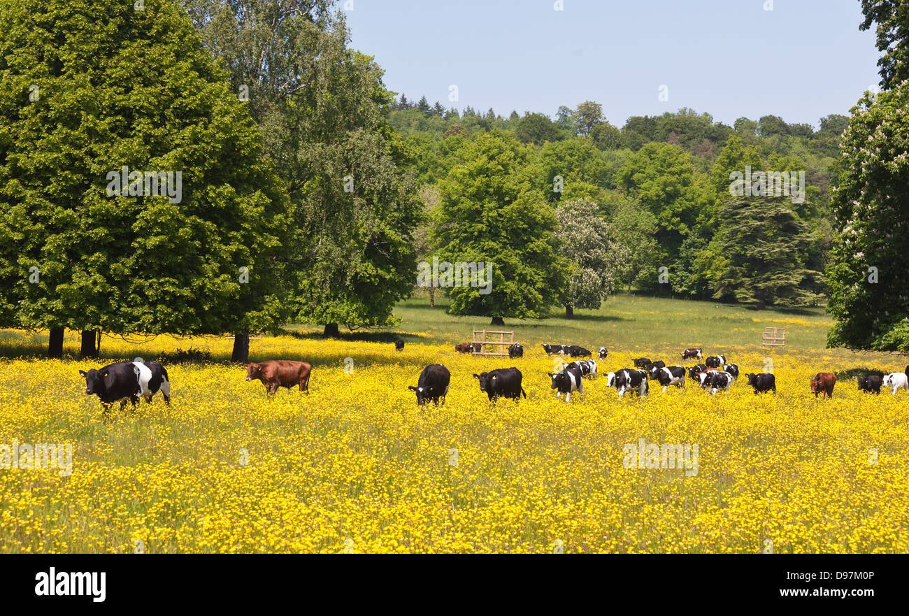 Ranuncolo campo con vacche Surrey UK Foto Stock