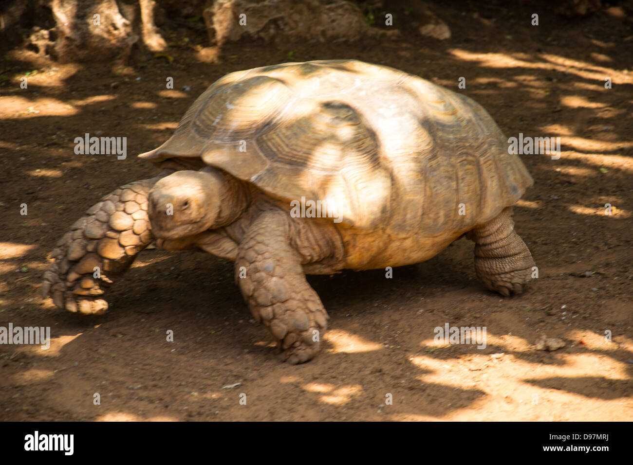 Turtle attraversare una strada Foto Stock